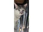 Adopt Love Bug a Gray or Blue (Mostly) Domestic Shorthair (short coat) cat in