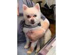 Adopt Charlie a White Pomeranian / Mixed dog in Gettysburg, PA (34684525)
