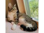 Adopt Kiko a Brown or Chocolate Domestic Shorthair / Mixed cat in Durham