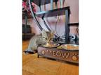 Adopt Mouse a Domestic Mediumhair / Mixed cat in Kalamazoo, MI (34681714)
