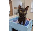 Adopt Piper a Domestic Shorthair / Mixed cat in Kalamazoo, MI (34681711)
