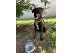Adopt Miles a Brindle - with White Labrador Retriever / Rottweiler / Mixed dog