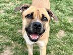 Adopt Cleo a Tan/Yellow/Fawn Pug / Boxer / Mixed dog in Boulder, CO (34684922)