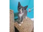 Adopt Glox a Gray or Blue Domestic Shorthair / Domestic Shorthair / Mixed cat in