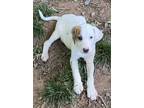 Adopt Marshall a White Mixed Breed (Large) / Mixed dog in Cumming, GA (34684862)
