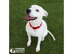 Adopt AKAME a White Pit Bull Terrier / Mixed dog in Tucson, AZ (34684858)