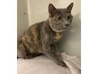 Adopt Dolly a Gray or Blue Domestic Shorthair / Domestic Shorthair / Mixed cat