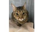 Adopt Toby a Tan or Fawn Domestic Shorthair / Domestic Shorthair / Mixed cat in