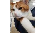 Adopt Felix-Stratford a Orange or Red Domestic Shorthair / Domestic Shorthair /