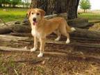 Adopt Hootie a Red/Golden/Orange/Chestnut Terrier (Unknown Type