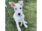 Adopt Stanley a White - with Tan, Yellow or Fawn Belgian Malinois / Husky /