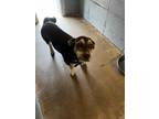 Adopt 50195239 a Brown/Chocolate Basset Hound / Mixed dog in Cullman