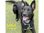 Adopt LOLA a Black Shepherd (Unknown Type) / Collie / Mixed dog in Boise