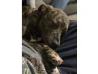 Adopt Phoenix a Brindle Catahoula Leopard Dog / American Staffordshire Terrier /