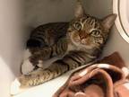 Adopt Jaxx a Domestic Shorthair / Mixed cat in New York, NY (34684790)