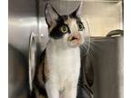 Adopt Sunshine a Domestic Shorthair / Mixed cat in New York, NY (34684787)
