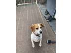 Adopt Bella a Brown/Chocolate - with White Beagle / Mixed dog in Westland
