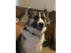 Adopt Bo a Brindle - with White Husky / Border Collie / Mixed dog in Spokane