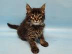 Adopt Chocolate Chip a Brown or Chocolate Domestic Longhair / Domestic Shorthair