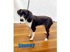 Adopt Stoney a Black Mixed Breed (Small) / Mixed dog in Pickens, SC (34273307)