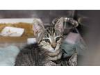 Adopt a Brown Tabby Domestic Shorthair / Mixed (short coat) cat in Charlotte