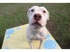 Adopt *PINECONE a White - with Brown or Chocolate Mixed Breed (Medium) / Mixed