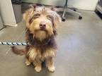 Adopt CALINDA* a Brown/Chocolate - with Tan Terrier (Unknown Type