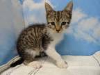 Adopt KEANU a Brown Tabby Domestic Shorthair / Mixed (short coat) cat in Fort
