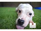 Adopt SWEETTARTS* a White American Pit Bull Terrier / Mixed dog in Garland
