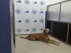Adopt LADY a Brown/Chocolate Plott Hound / Mixed dog in Doral, FL (34684665)