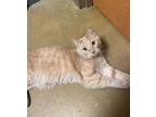 Adopt Shasmoe a Domestic Shorthair / Mixed cat in Baltimore, MD (34684668)