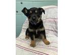 Adopt Volt a Black German Shepherd Dog / Mixed dog in Thunder Bay, ON (34684610)