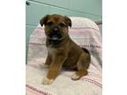 Adopt Rosie a Brown/Chocolate German Shepherd Dog / Mixed dog in Thunder Bay