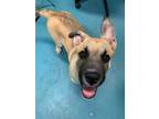 Adopt Oakley a Tan/Yellow/Fawn German Shepherd Dog / Mixed dog in Thunder Bay