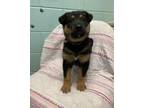 Adopt Honey a Black German Shepherd Dog / Mixed dog in Thunder Bay