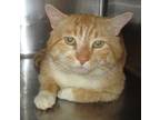 Adopt Beefcake a Domestic Shorthair / Mixed cat in Raleigh, NC (34684597)