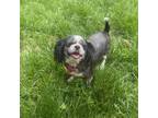 Adopt Rosita a Black Shih Tzu / Mixed dog in Cincinnati, OH (34682468)