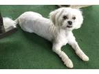 Adopt Tori a White Bichon Frise / Shih Tzu / Mixed dog in Coosada, AL (34663206)
