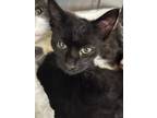 Adopt Grace 117835 a All Black Domestic Shorthair (short coat) cat in Joplin