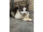 Adopt Precious 23557 a Gray or Blue Domestic Shorthair (short coat) cat in