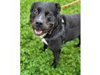 Adopt Buddy a Black Bernese Mountain Dog / Bernese Mountain Dog / Mixed dog in