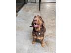 Adopt Juno a Brown/Chocolate - with Tan Bloodhound / Mixed dog in Fayetteville