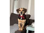 Adopt Lexie a Tricolor (Tan/Brown & Black & White) Beagle / Mixed dog in