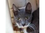Adopt Charity a Gray or Blue Domestic Shorthair / Domestic Shorthair / Mixed cat