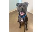 Adopt Sneakers a Black American Pit Bull Terrier / Mixed dog in Fishers