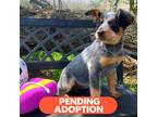 Adopt Parrot a Black - with White Blue Heeler dog in Atco, NJ (34679963)
