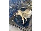 Adopt Bella a Tricolor (Tan/Brown & Black & White) German Shepherd Dog / Husky /