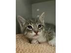 Adopt EDDIE a Gray, Blue or Silver Tabby Domestic Shorthair / Mixed (short coat)