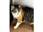 Adopt Juniper 121172 a Orange or Red Domestic Shorthair (short coat) cat in