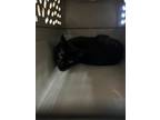 Adopt Dandelion 119635 a All Black Domestic Shorthair (short coat) cat in